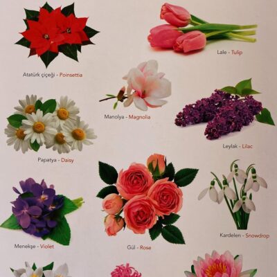 Ne Sorsan Bilir Minik - Benim İlk Bitkiler Kitabım